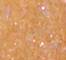 NUST0211F