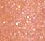 LIND0154F